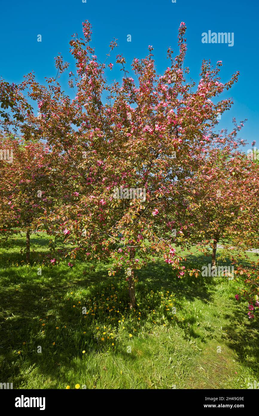Niedzwetzky's apple tree (Malus niedzwetzkyana) in blossom ...