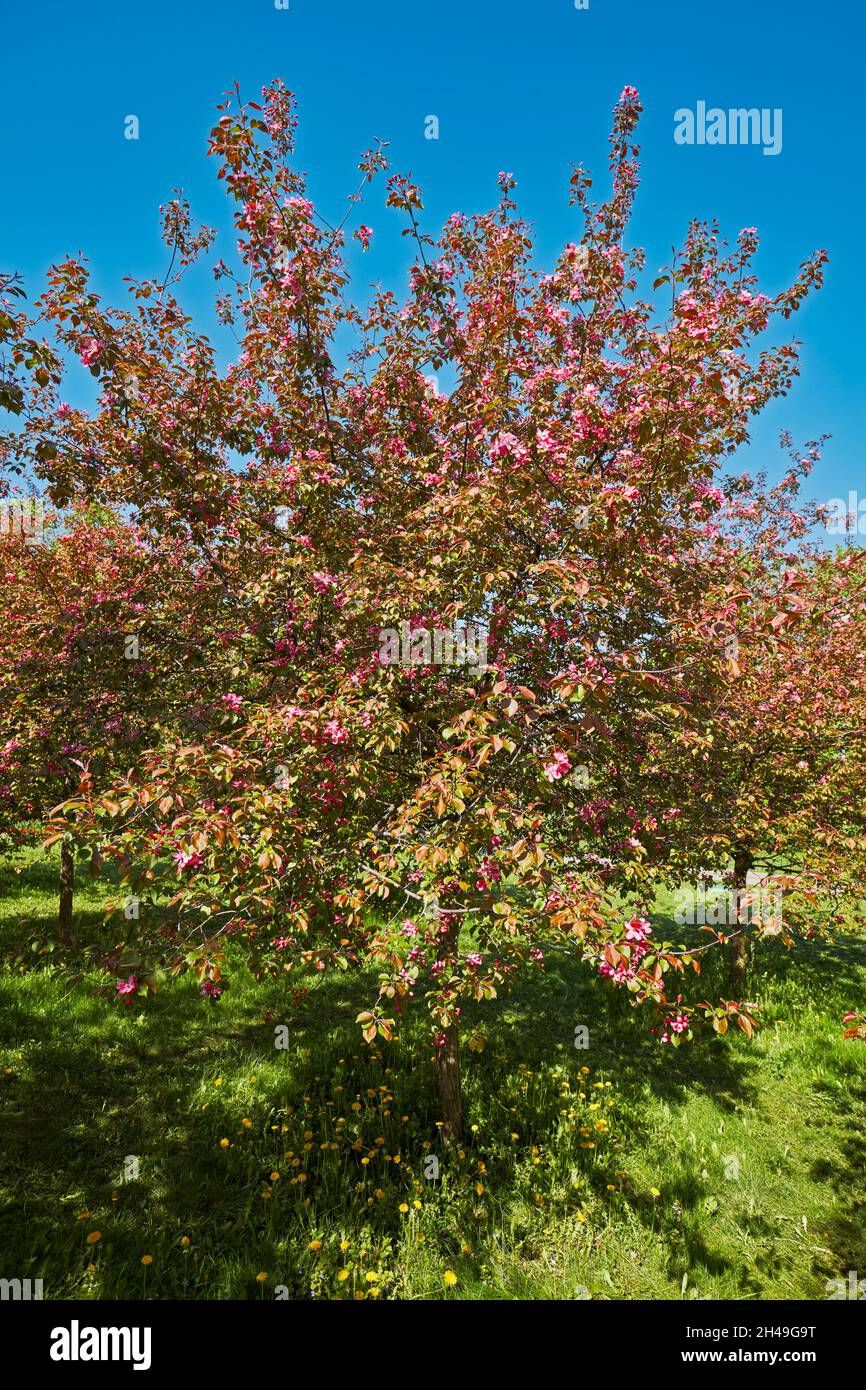 Niedzwetzky's apple tree (Malus niedzwetzkyana) in blossom. Kolomenskoye estate, Moscow, Russia. Stock Photo