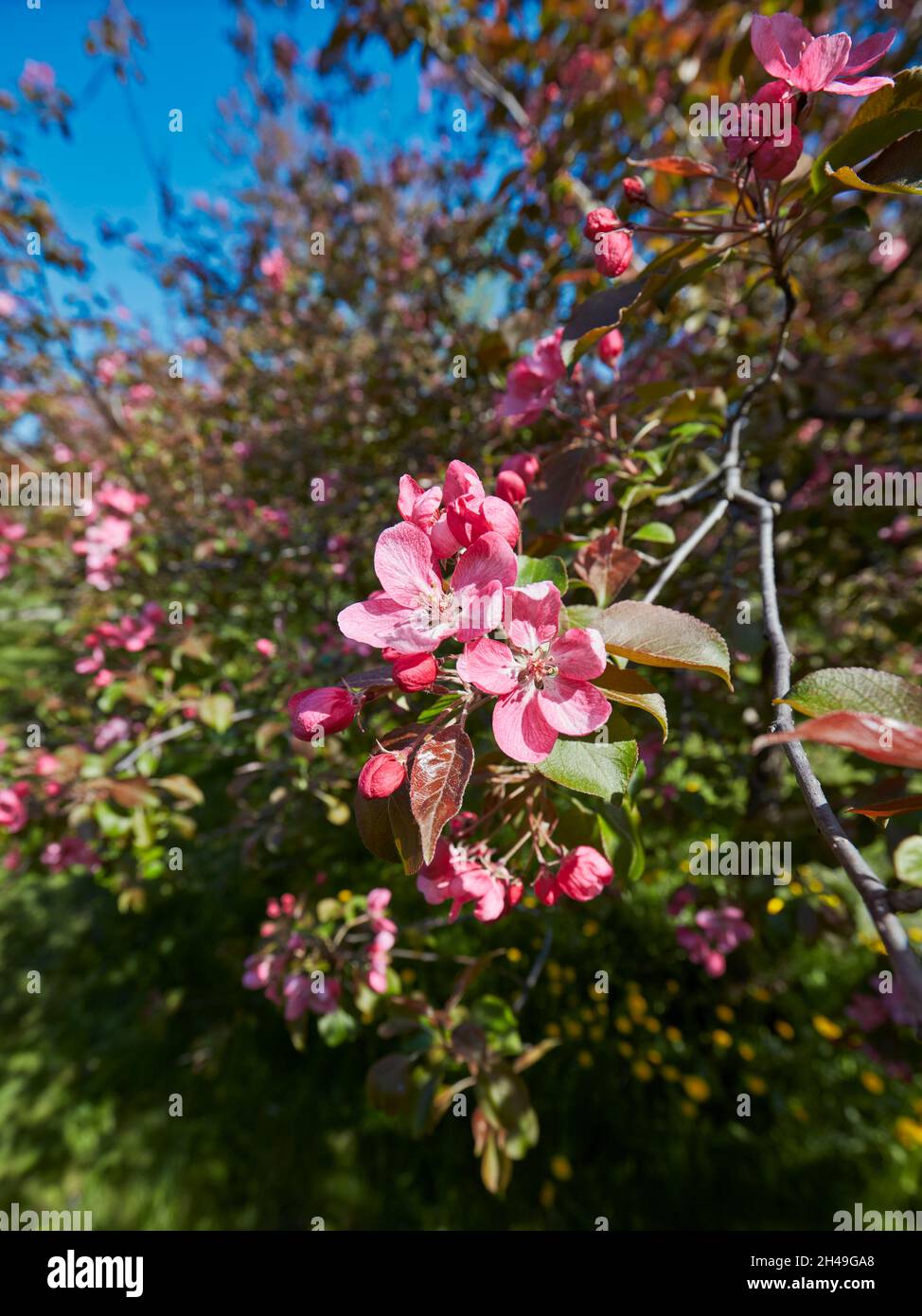 Blossoming branch of Niedzwetzky's apple tree (Malus niedzwetzkyana). Kolomenskoye estate, Moscow, Russia. Stock Photo
