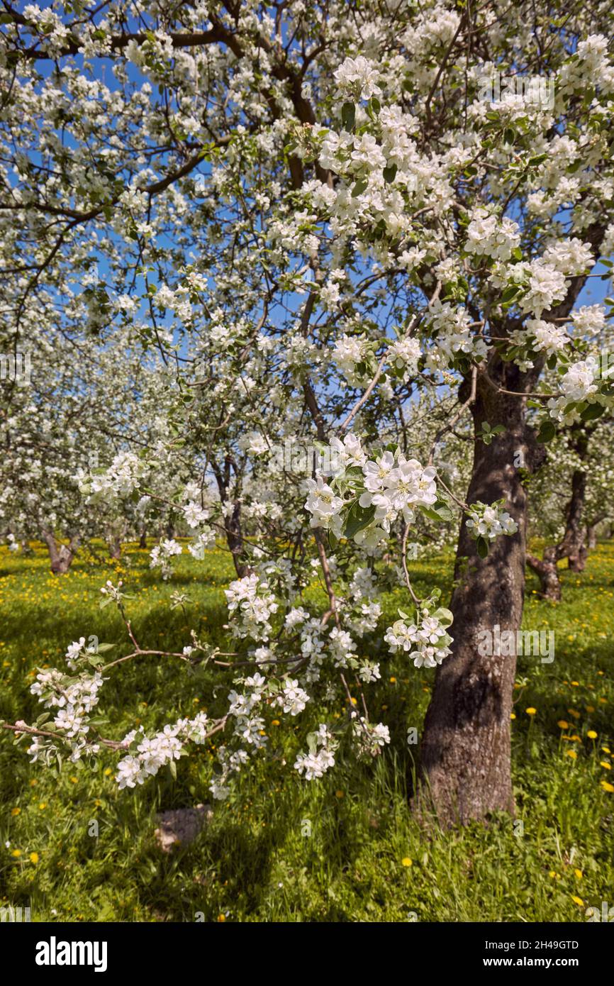 Apple tree (Malus domestica) in blossom. Kolomenskoye estate, Moscow, Russia. Stock Photo