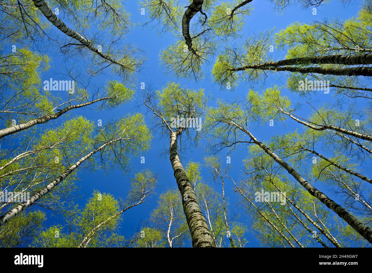 View from below of white birch trees coming into leaf in spring. Bitsevski Park (Bitsa Park), Moscow, Russia. Stock Photo