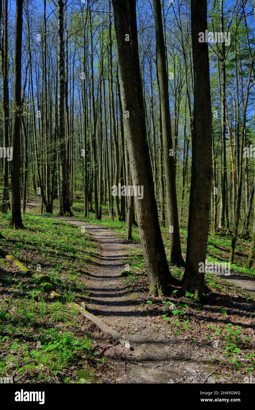Walking trail in Bitsevski Park (Bitsa Park) with trees coming into leaf in spring. Moscow, Russia. Stock Photo