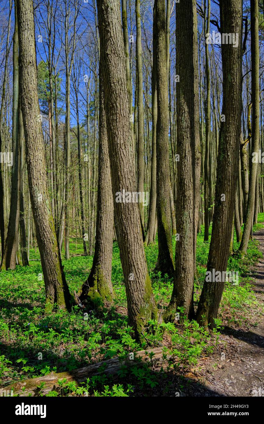 Sunlit trees in Bitsevski Park (Bitsa Park) in spring. Moscow, Russia. Stock Photo