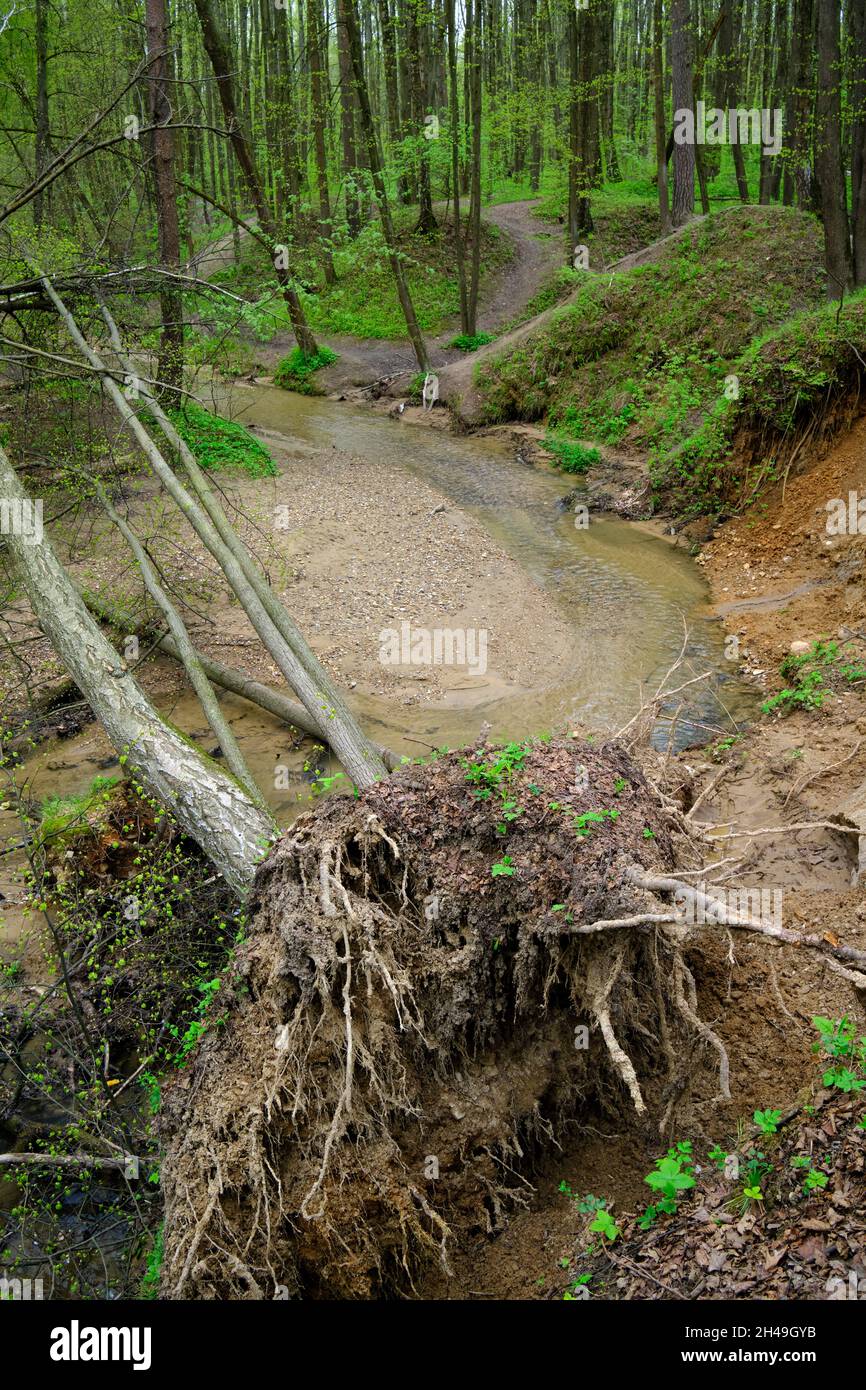 Exposed roots of trees fallen due to the soil erosion in Bitsevski Park