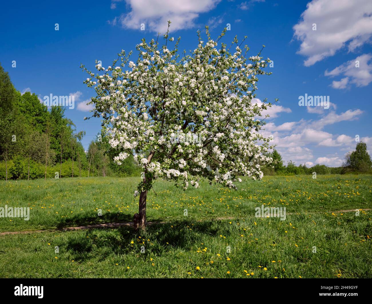 Single apple tree (Malus domestica) in blossom in spring. Bitsevski Park (Bitsa Park), Moscow, Russia. Stock Photo