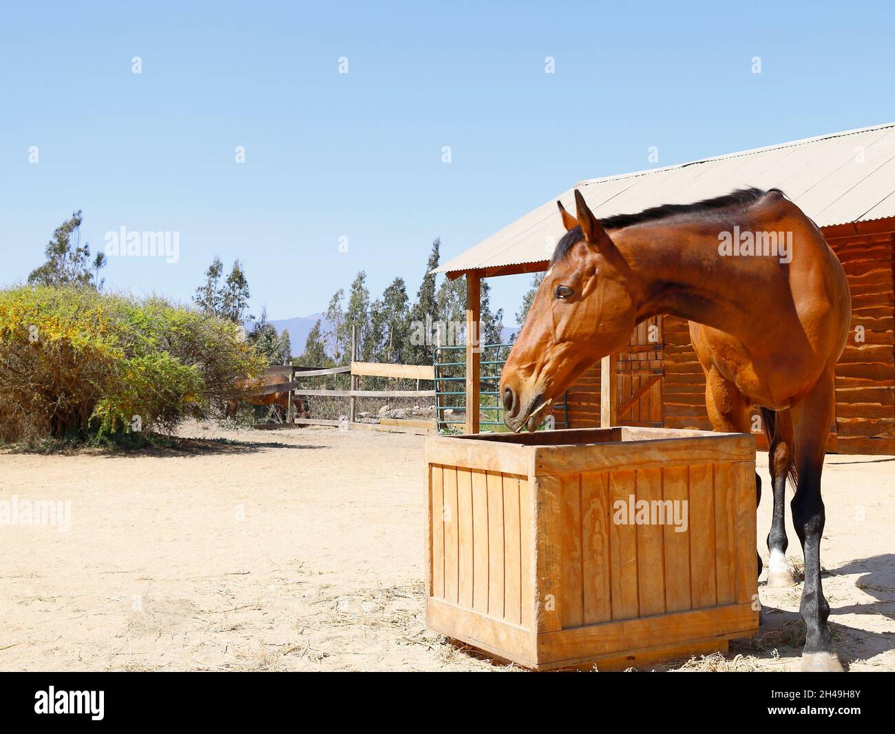 Thoroughbred horse eating hay in a stable. Raising horses concept Stock ...