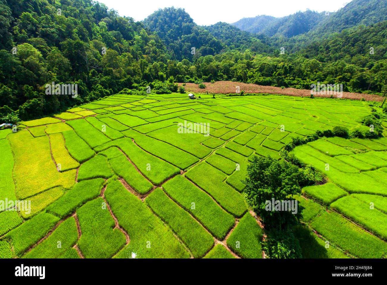 Aerial view of green rice seedlings in paddy fields surrounded by ...
