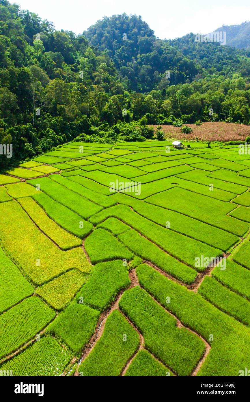 Aerial view of green rice seedlings in paddy fields surrounded by ...