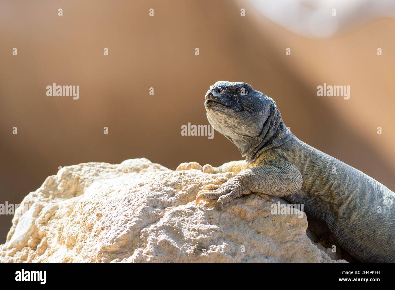 A green Leptien's Spiny Tailed Lizard (Uromastyx aegyptia leptieni) resting on a rock very close up. Stock Photo