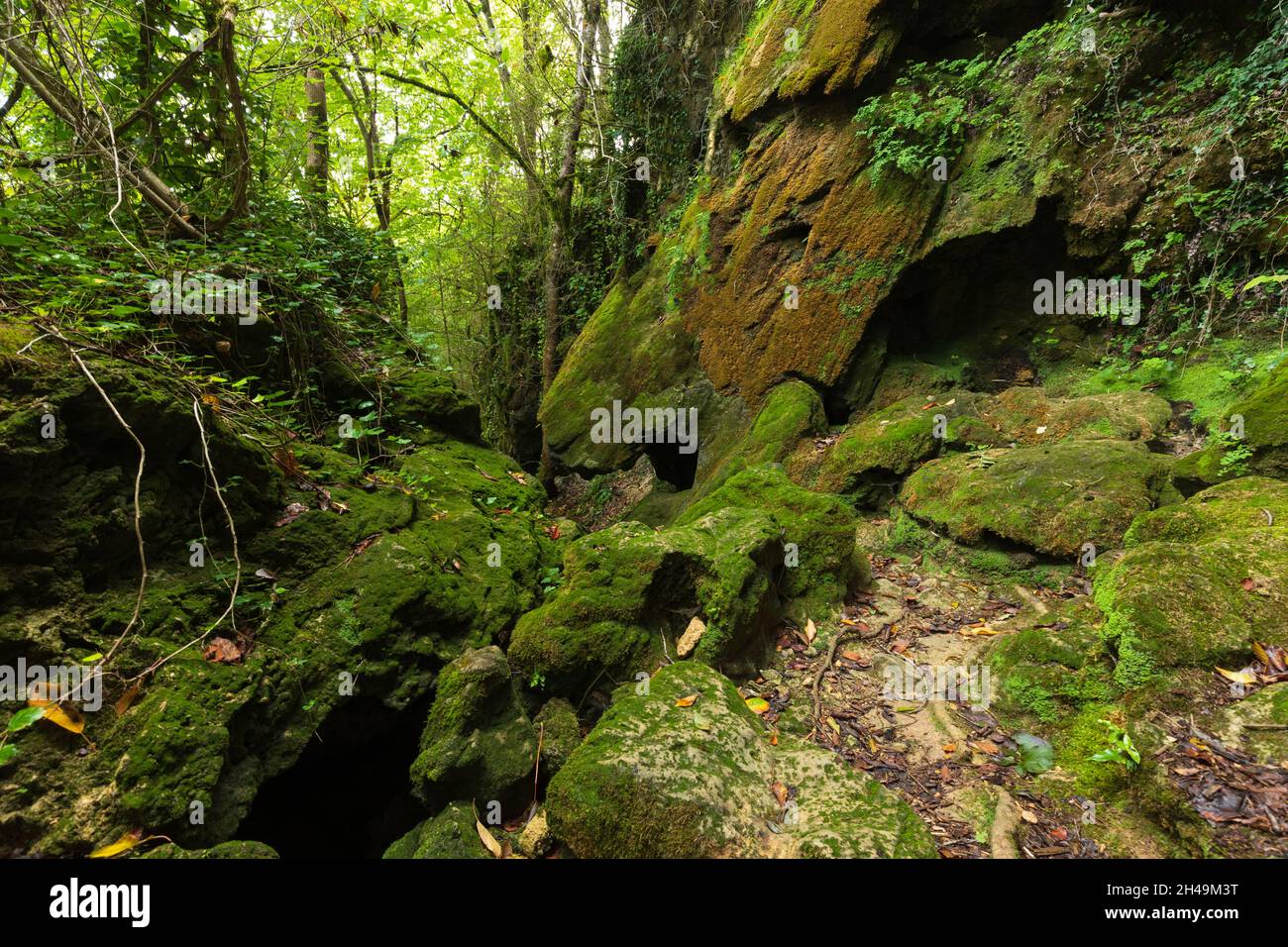 Stone covered by moss in fresh temperate forest, France Stock Photo