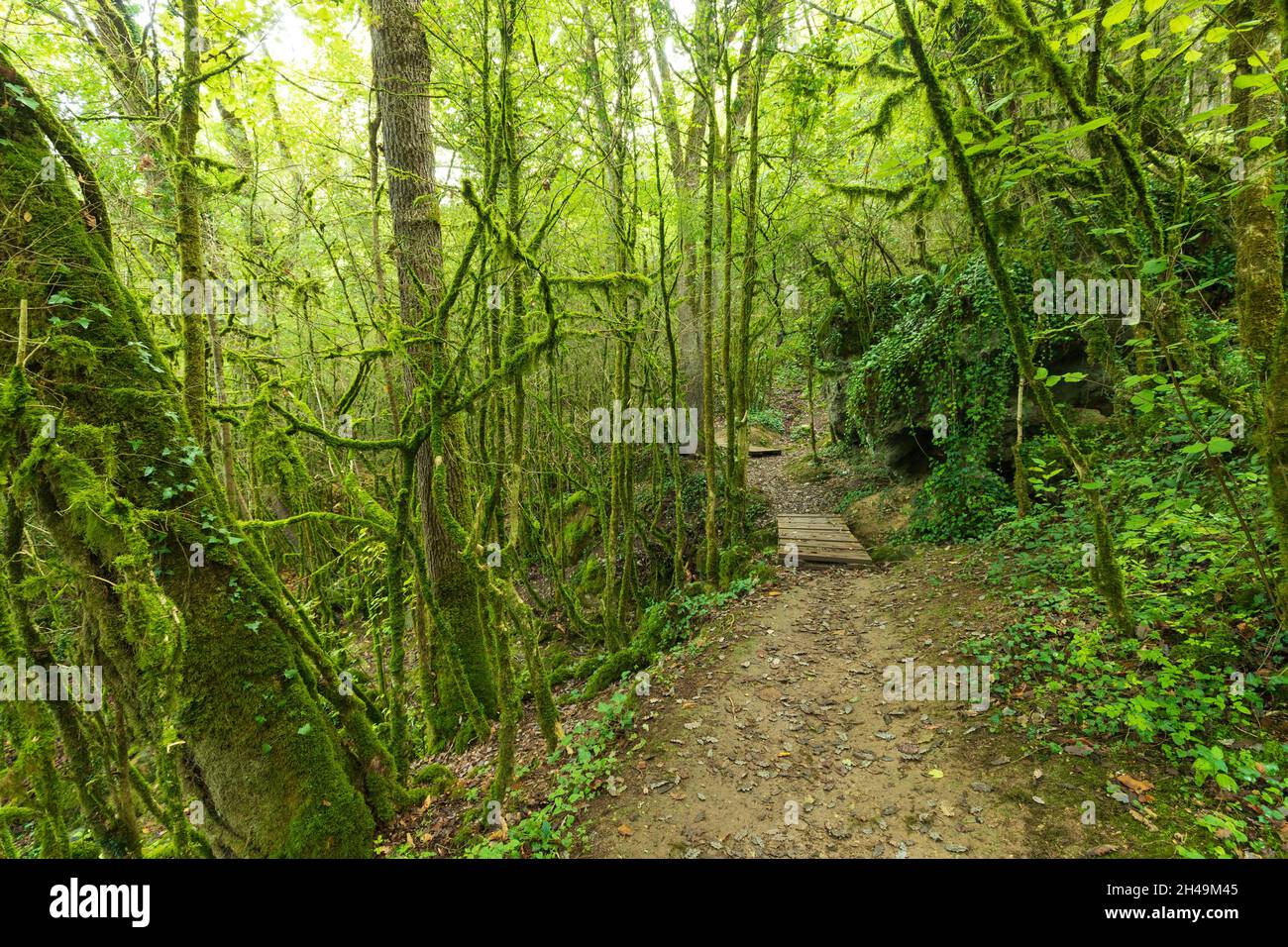 Mossy dense temperate forest of Roquefort les Cascades, Ariege, France Stock Photo