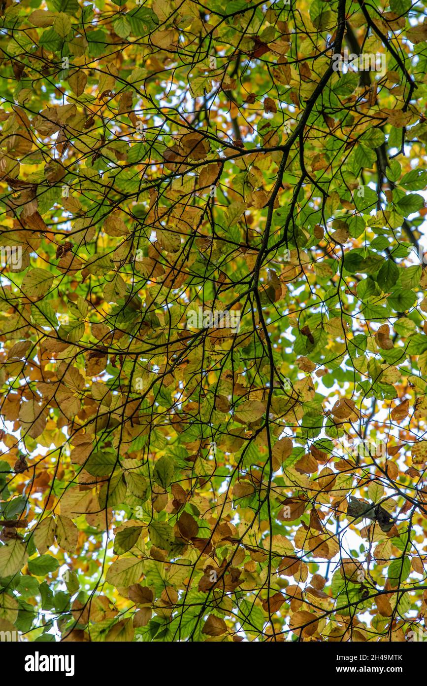 Multi coloured tree leaf canopy with branches looking up with fall colours. Stock Photo