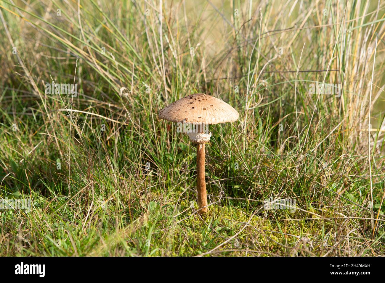Agaricaceae fungi, Walney Island, Barrow-in-Furness, Cumbria, UK. Stock Photo