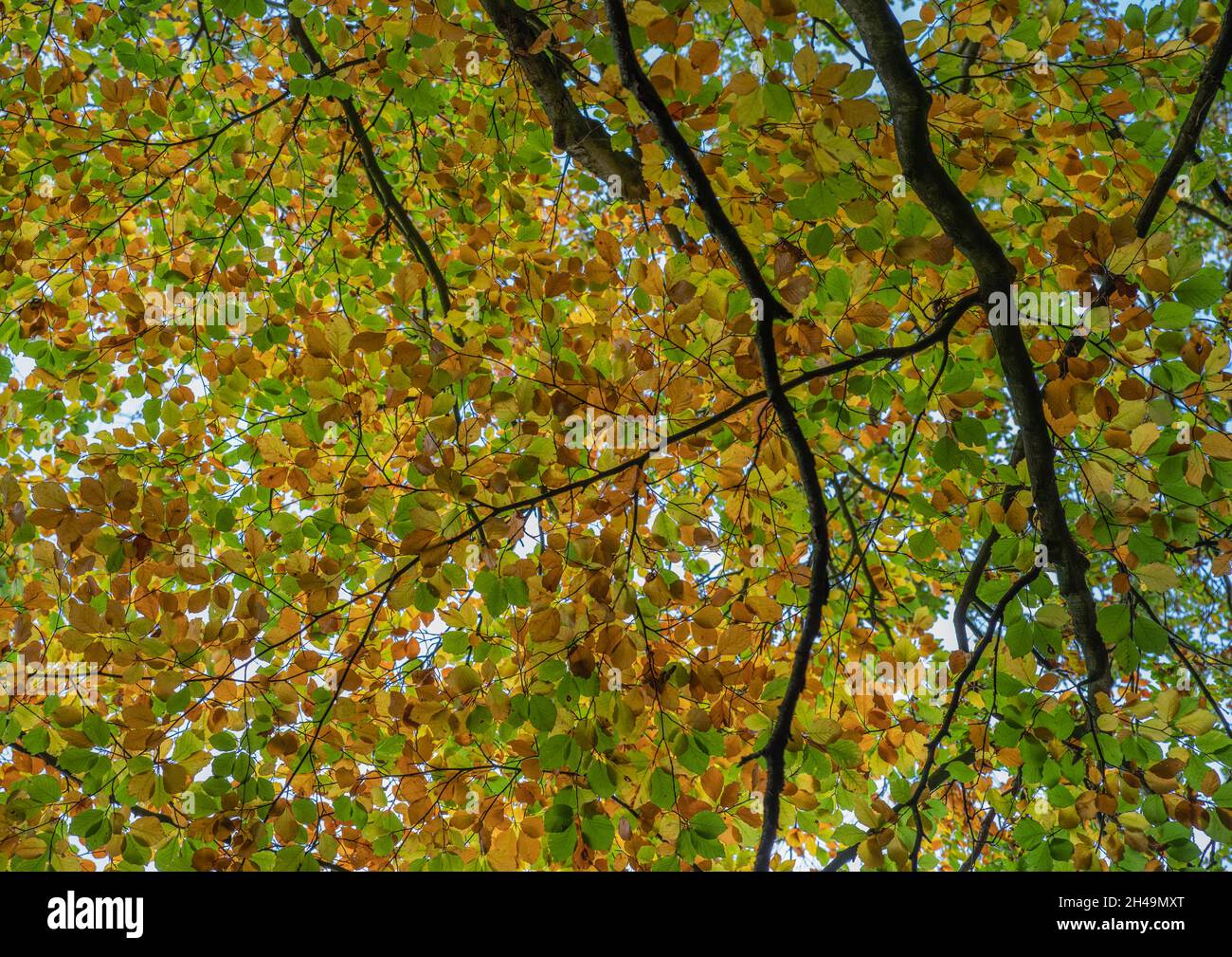 Multi coloured tree leaf canopy with branches looking up with fall colours. Stock Photo