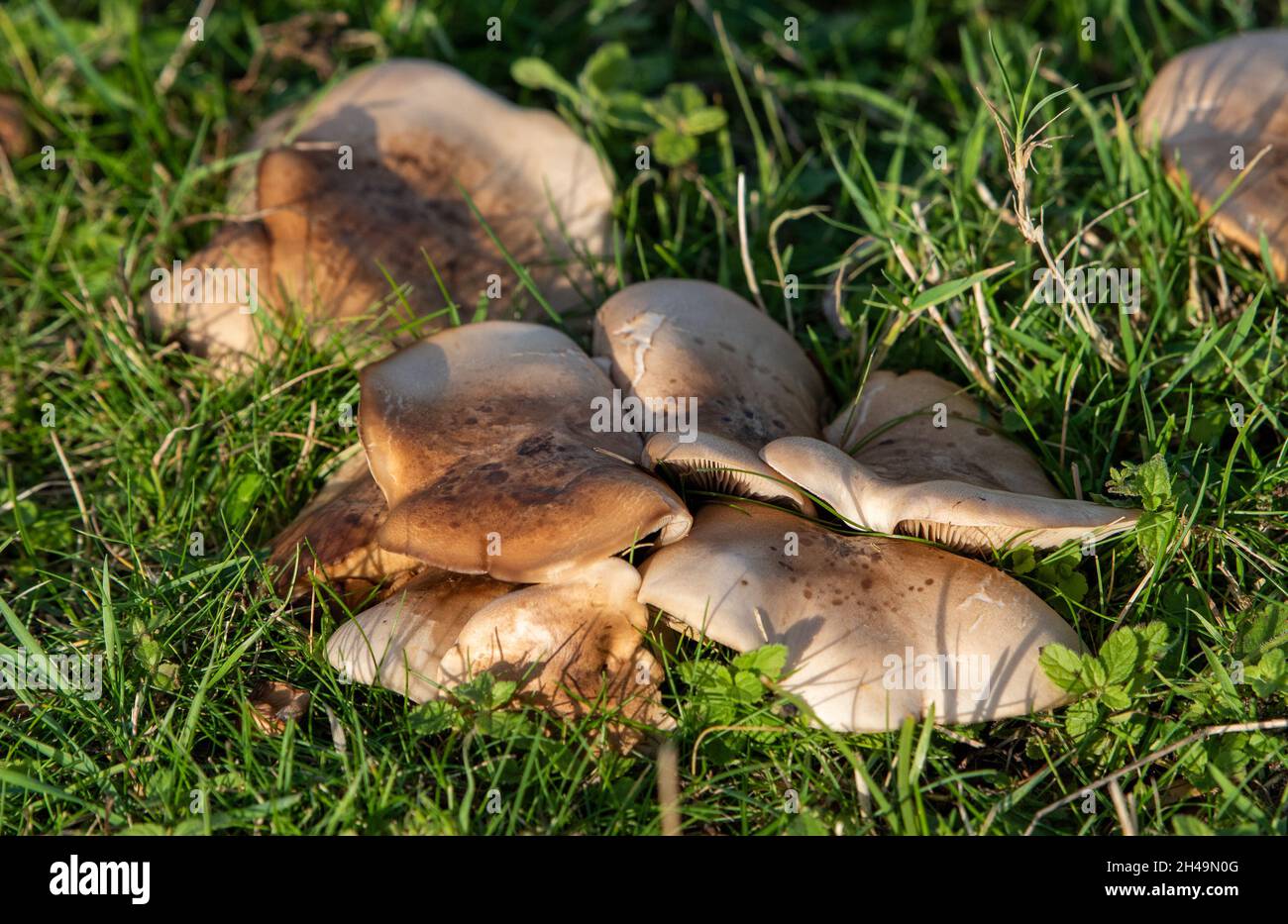 Lyophyllaceae fungi, Walney Island, Barrow-in-Furness, Cumbria, UK. Stock Photo