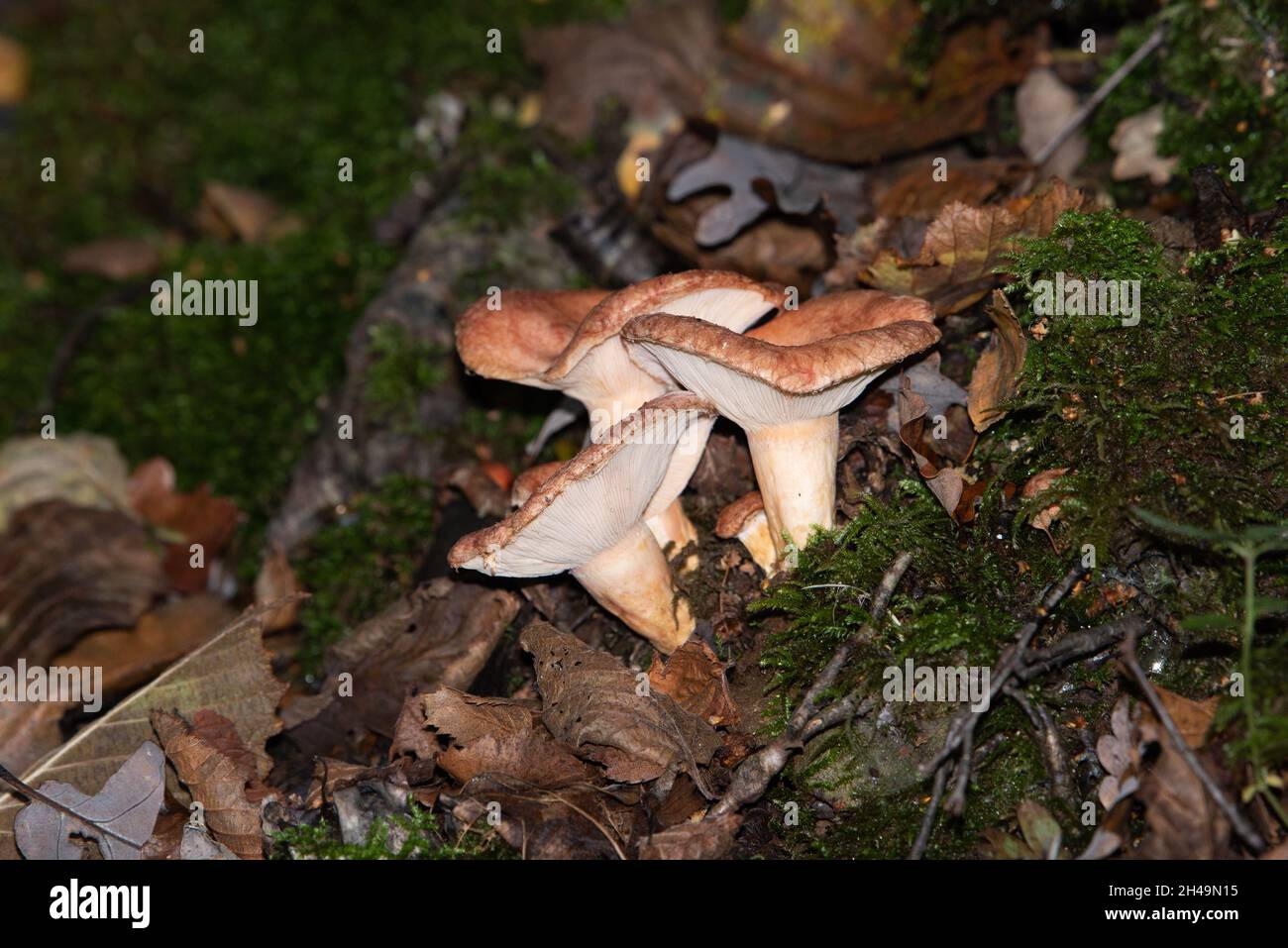 Russulaceae fungi,  Arnside, Milnthorpe, Cumbria, UK Stock Photo