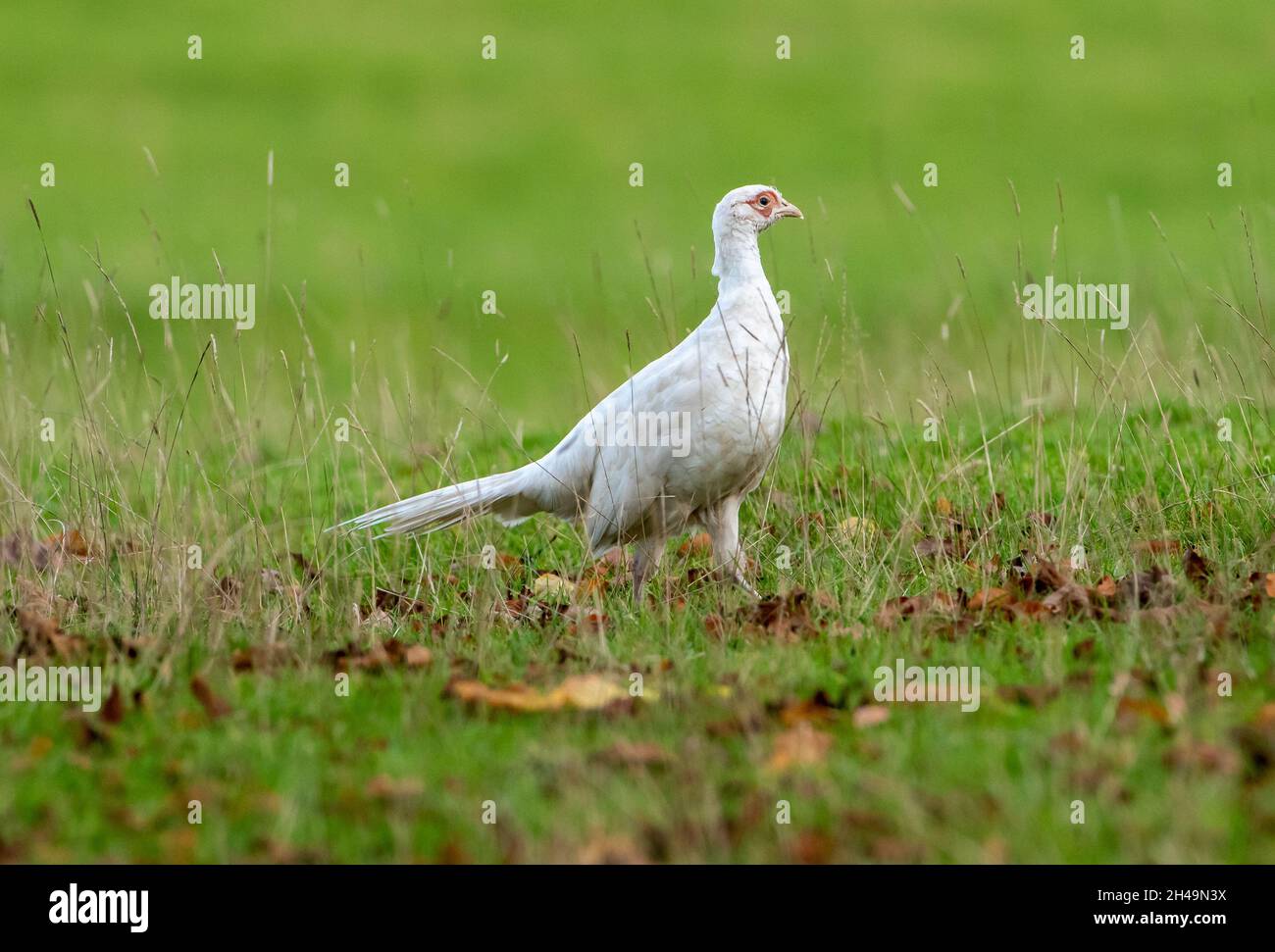 A white pheasant, Milnthorpe, Cumbria, UK Stock Photo