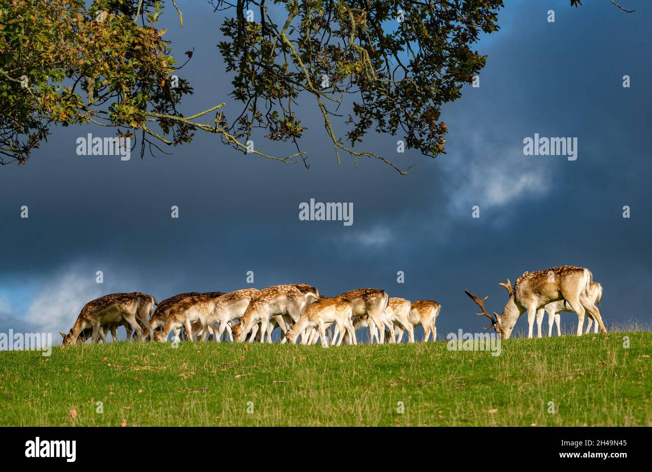 Fallow deer, Milnthorpe, Cumbria, UK. Stock Photo
