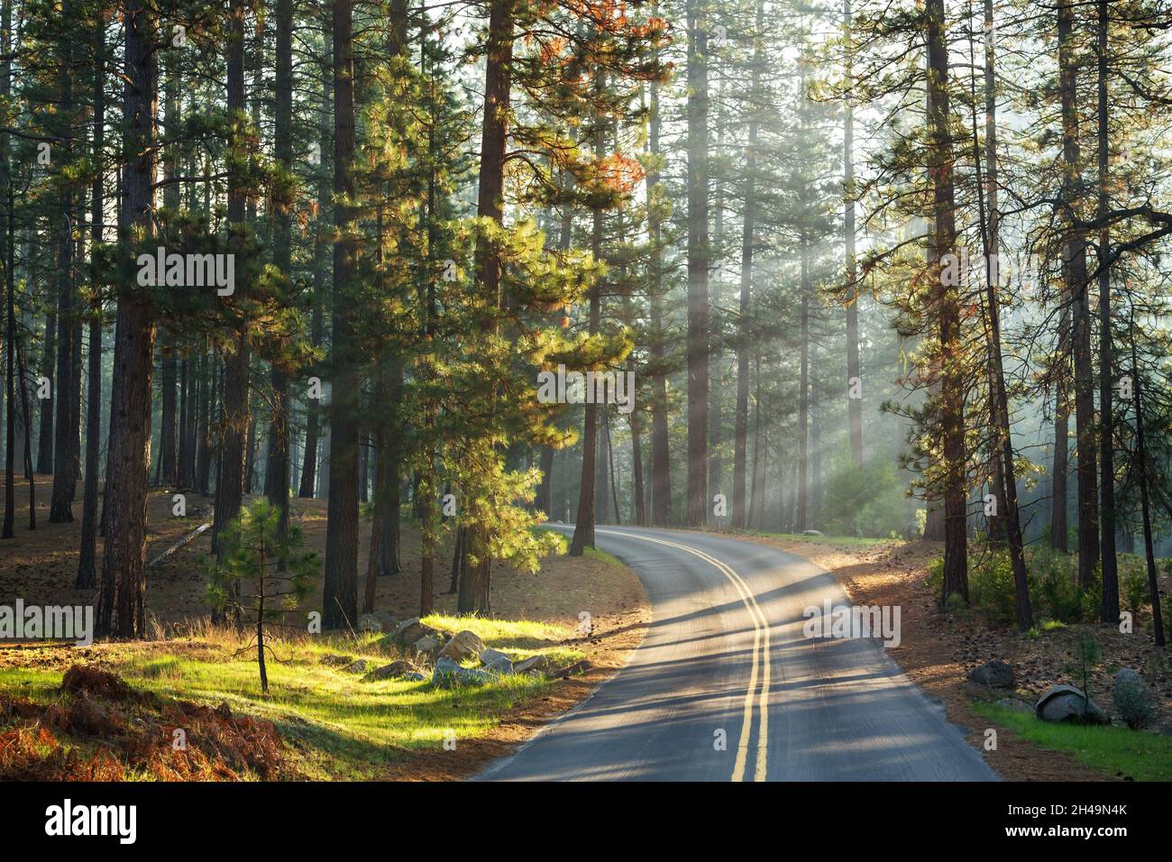 Road through a sunlit pine forest, Yosemite, USA Stock Photo