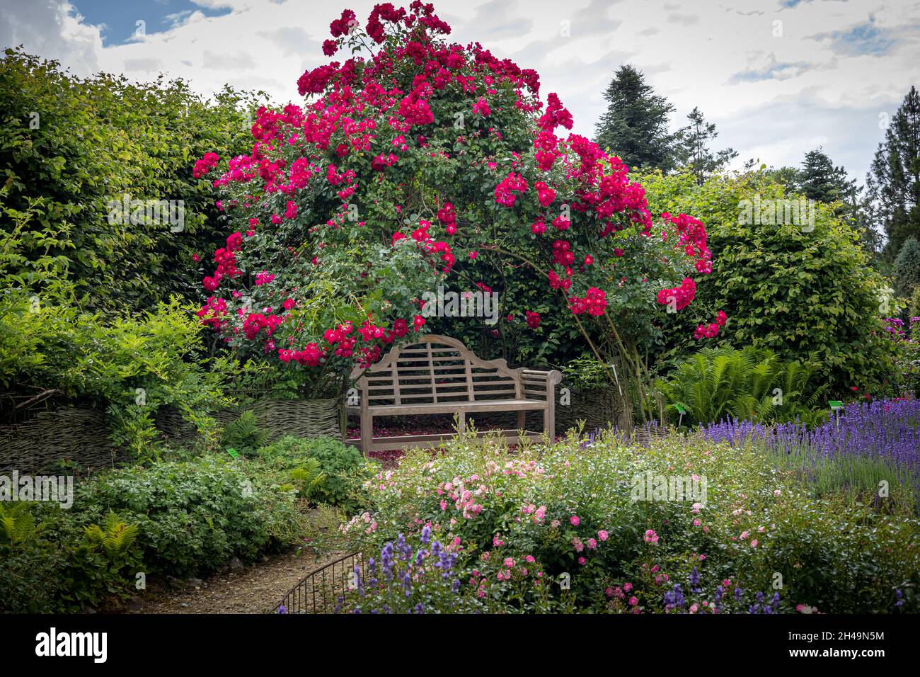 WOJSLAWICE, POLAND - July 9, 2021: A wooden bench in the garden, surrounded by climbing roses, green trees and blooming lavender flowers. Stock Photo