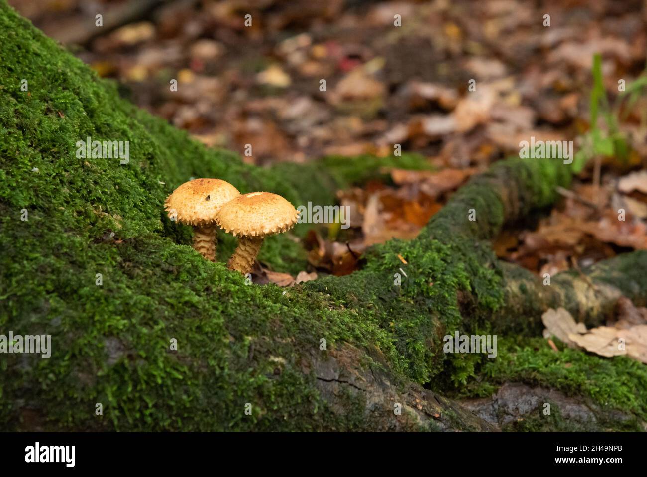 Shaggy scalycap mushroom,  Arnside, Milnthorpe, Cumbria, UK Stock Photo