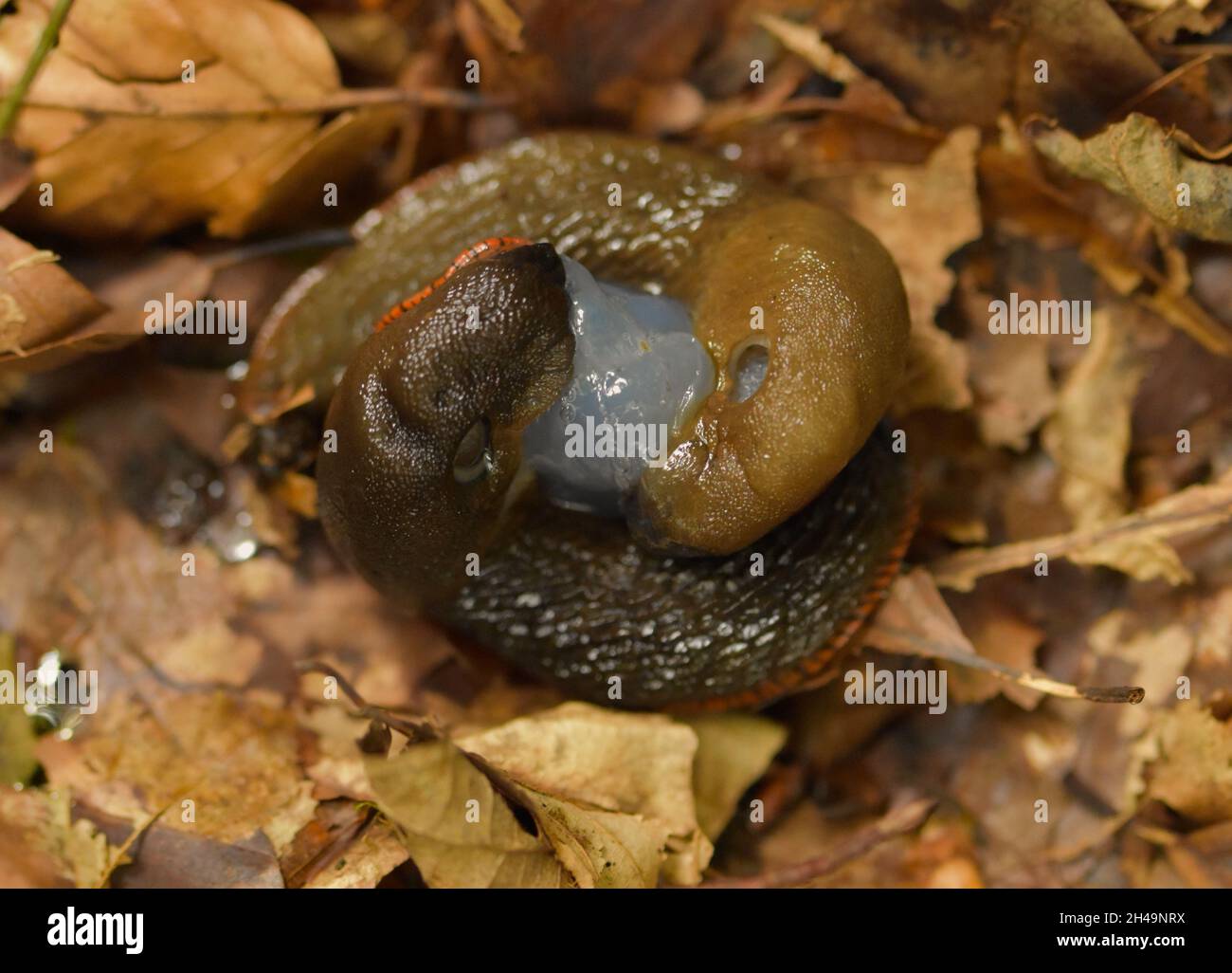 Slugs mating Stock Photo