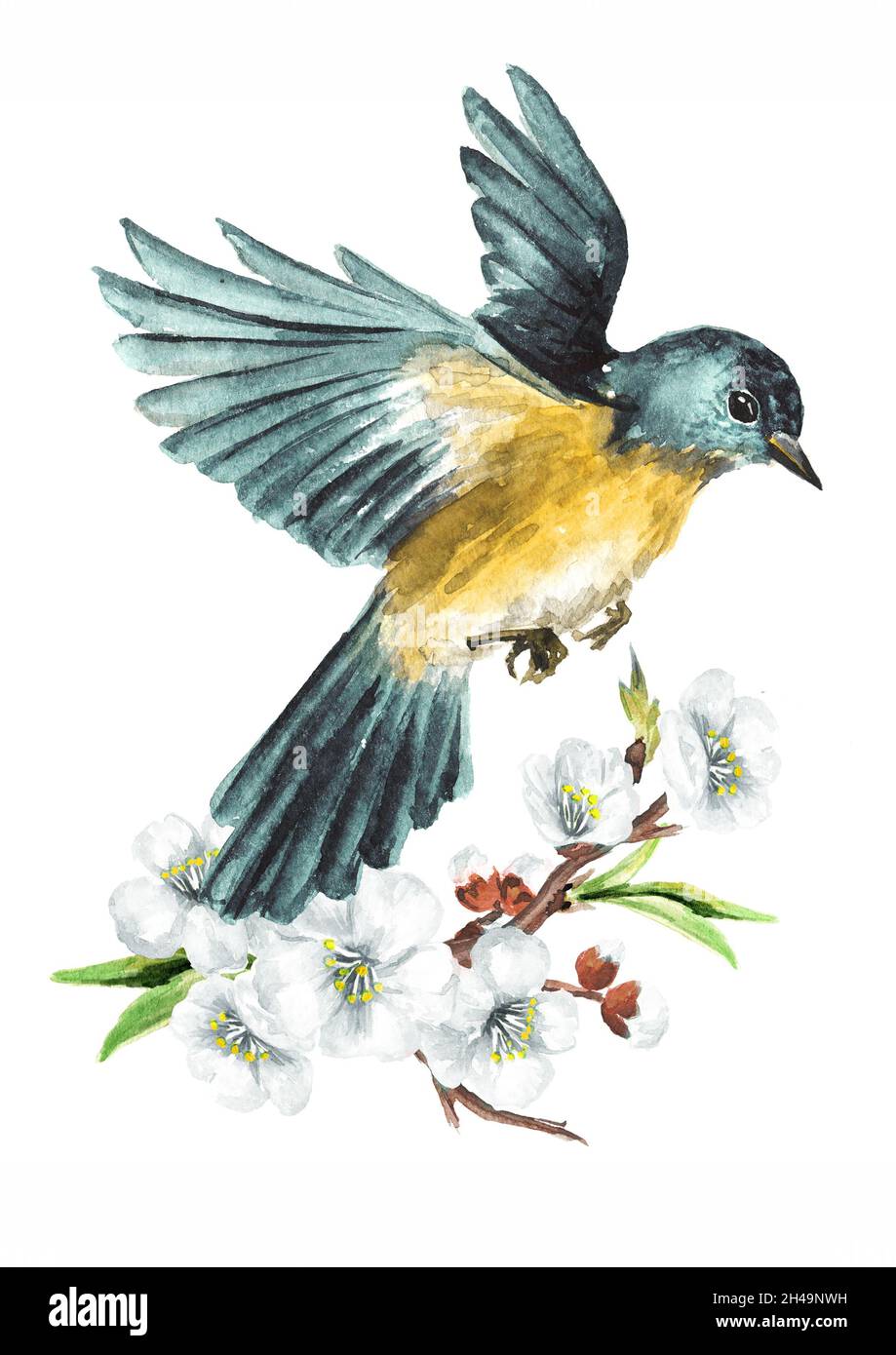 Bird sitting on flowering branch. Spring card concept. Watercolor hand drawn illustration  isolated on white background Stock Photo