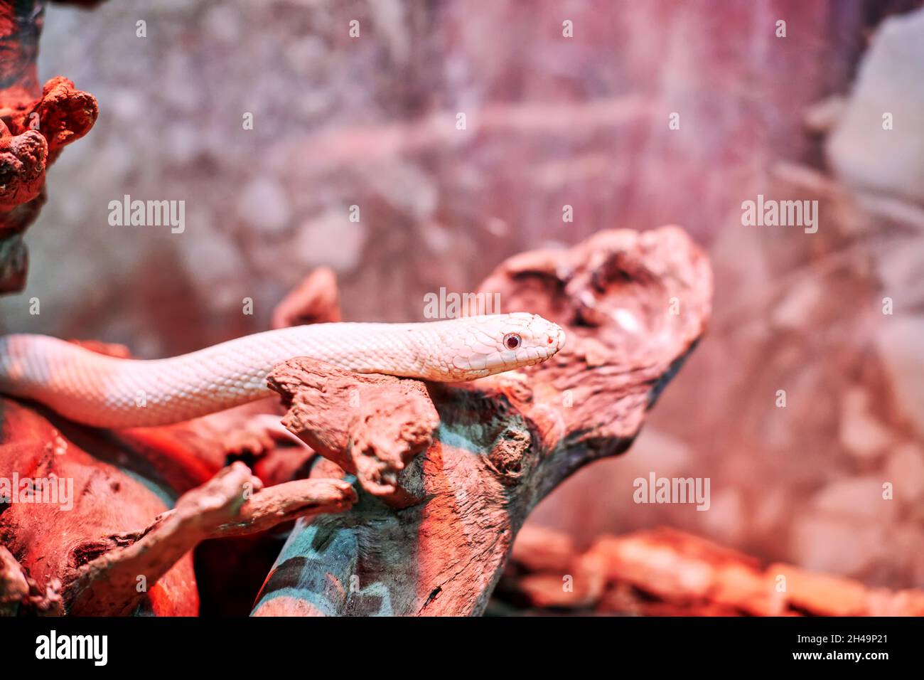 White snake skin background hires stock photography and images Alamy