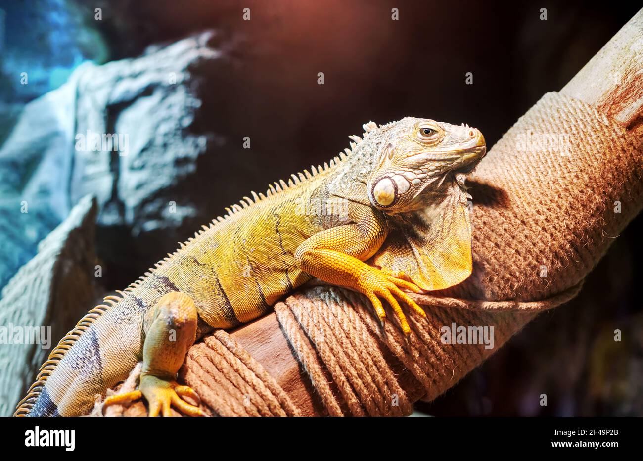 common green iguana sitting on a tree Stock Photo