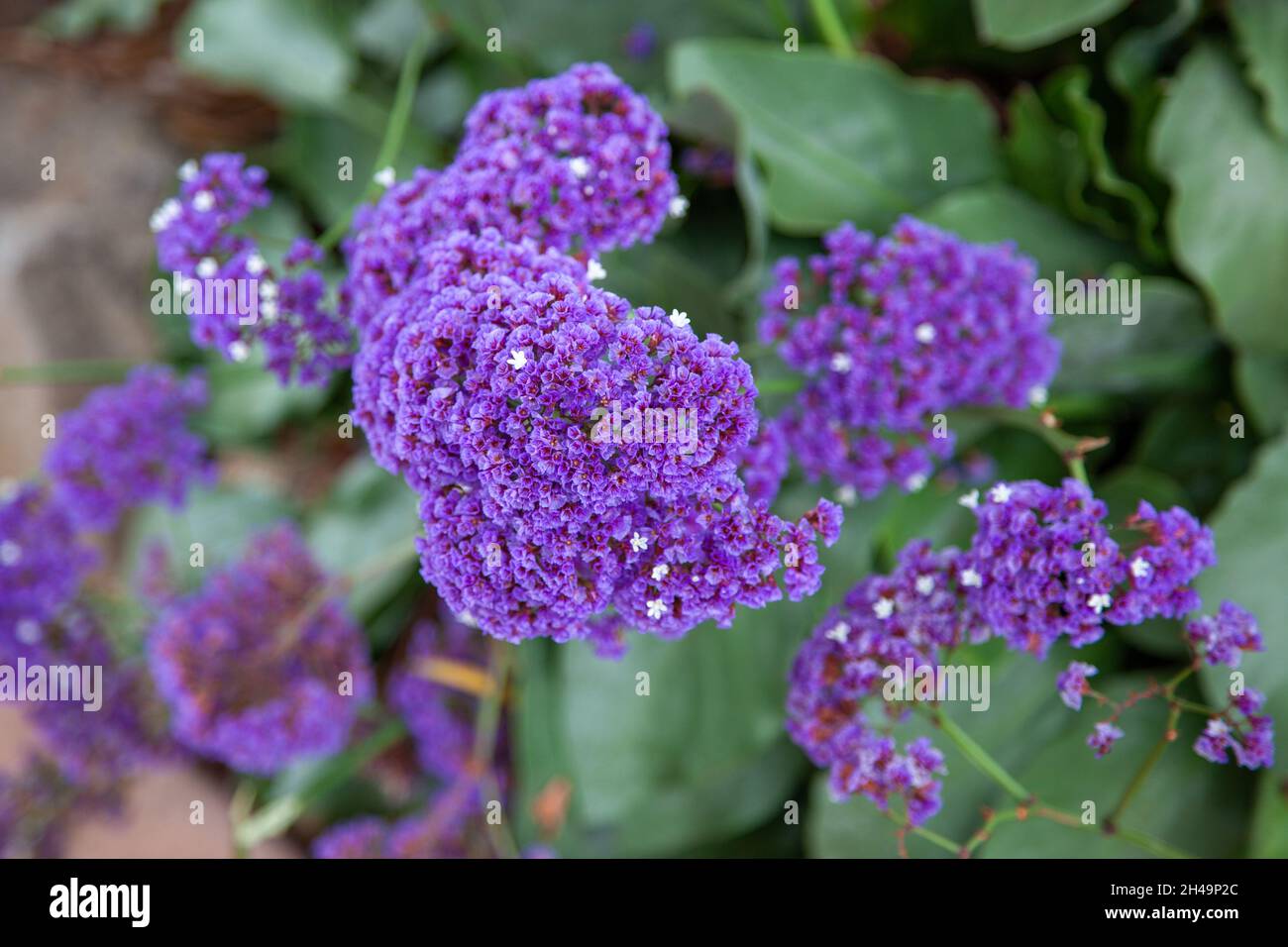 Garden Statice (Limonium sinuatum) growing and flowering in California Stock Photo