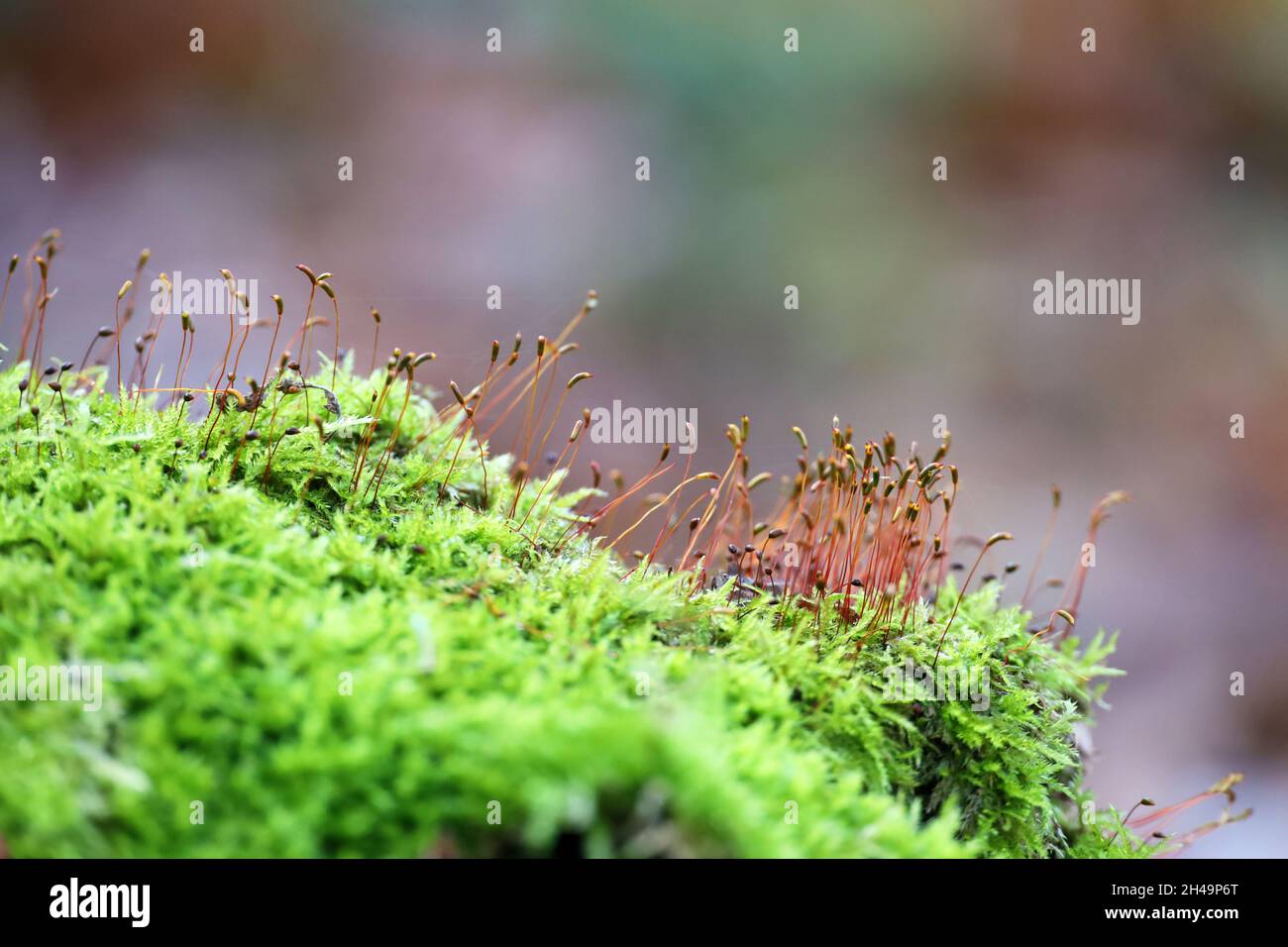 Green moss with red spore capsules close up, magic forest. Colorful macro shot of fairy nature, dreamy background Stock Photo