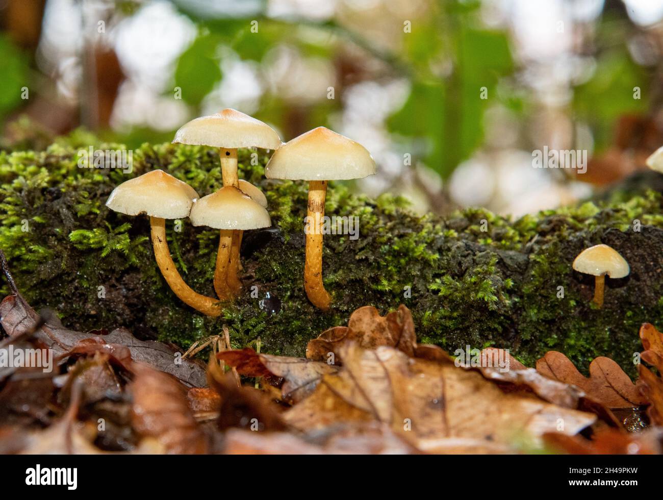 Sulphur tuft fungus,  Arnside, Milnthorpe, Cumbria, UK Stock Photo
