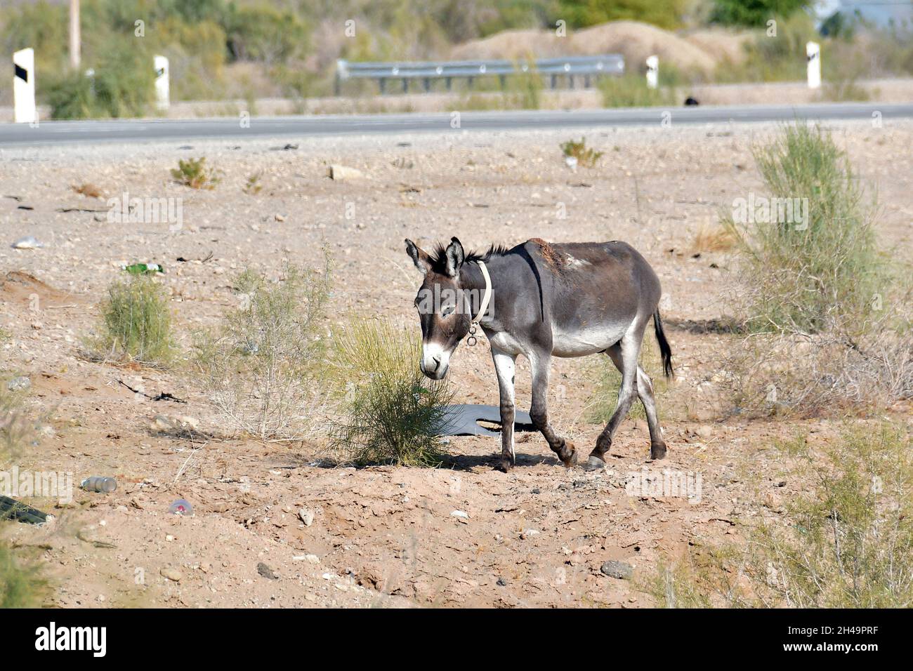 donkey, Hausesel, Equus africanus asinus, háziszamár, Kyzylkum Desert, Uzbekistan, Central Asia Stock Photo