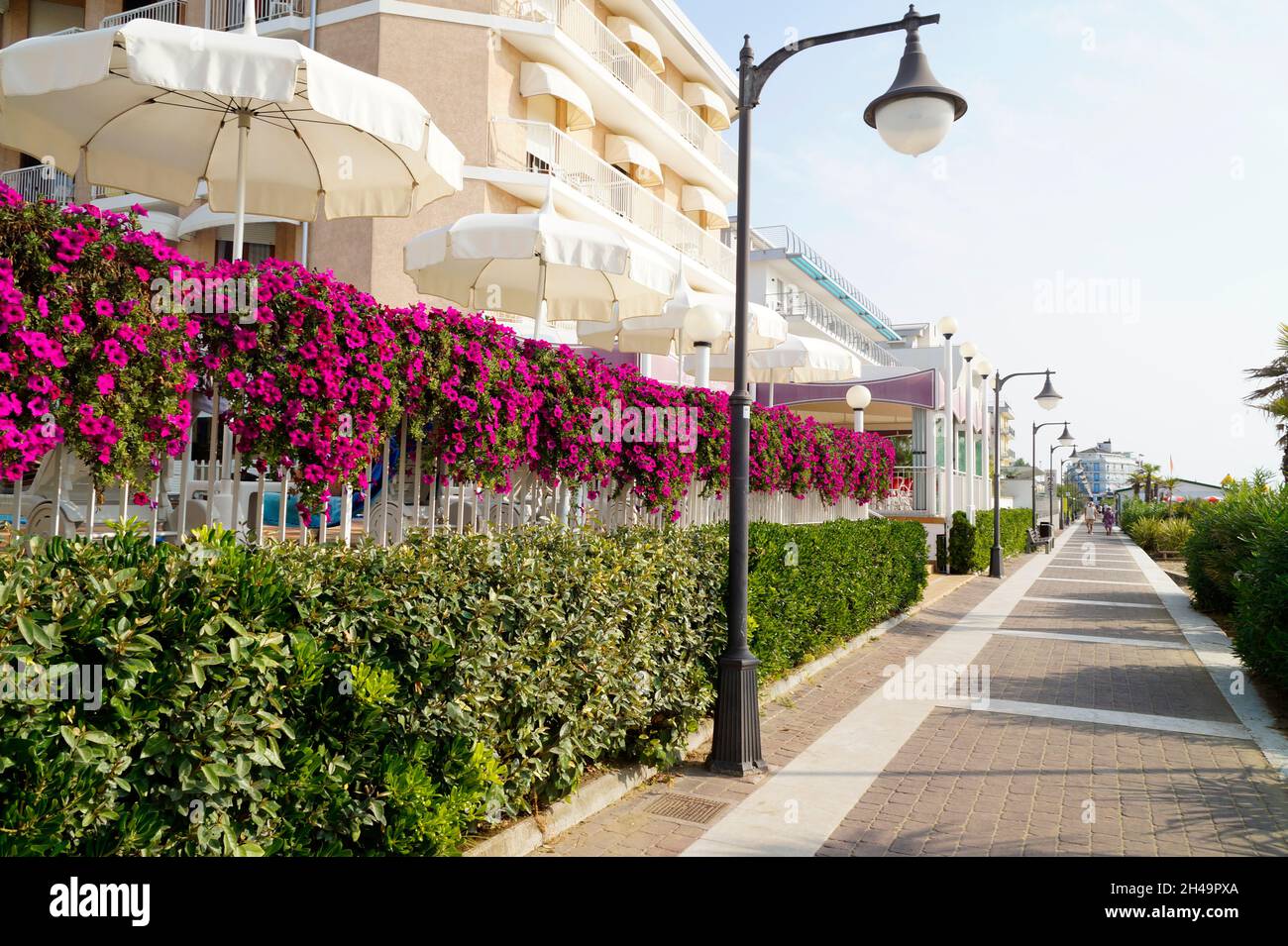 a promenade with lots of bright pink flowers and white parasols in the mediterranean town Caorle (North Italy) Stock Photo