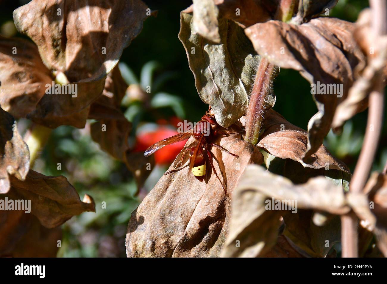 Oriental hornet, Orientalische Hornisse, Vespa orientalis, keleti lódarázs, Uzbekistan, Central Asia Stock Photo