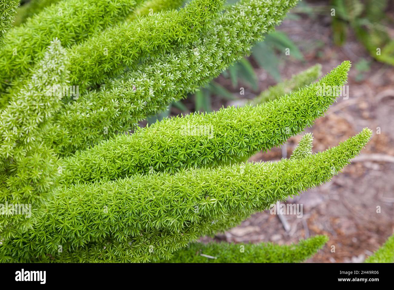 Sprengers Asparagus densiflorus (Kunth) Jessop growing in Santa Barbara Stock Photo Alamy