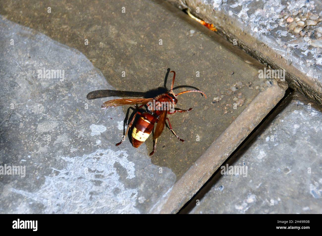Oriental hornet, Orientalische Hornisse, Vespa orientalis, keleti lódarázs, Uzbekistan, Central Asia Stock Photo