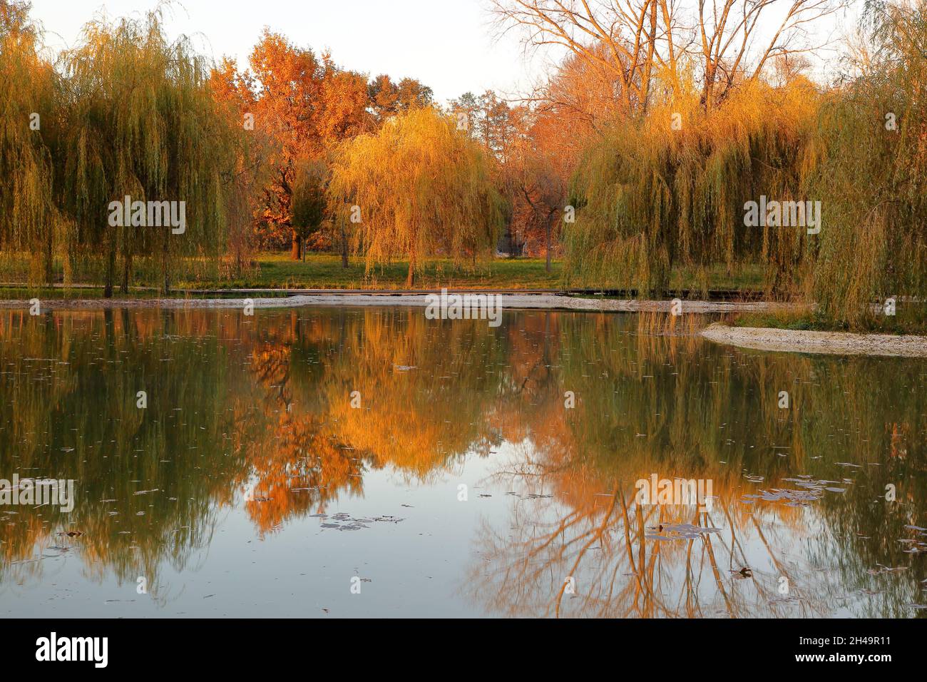Park in autumnal colours, trees reflected in pond water Stock Photo