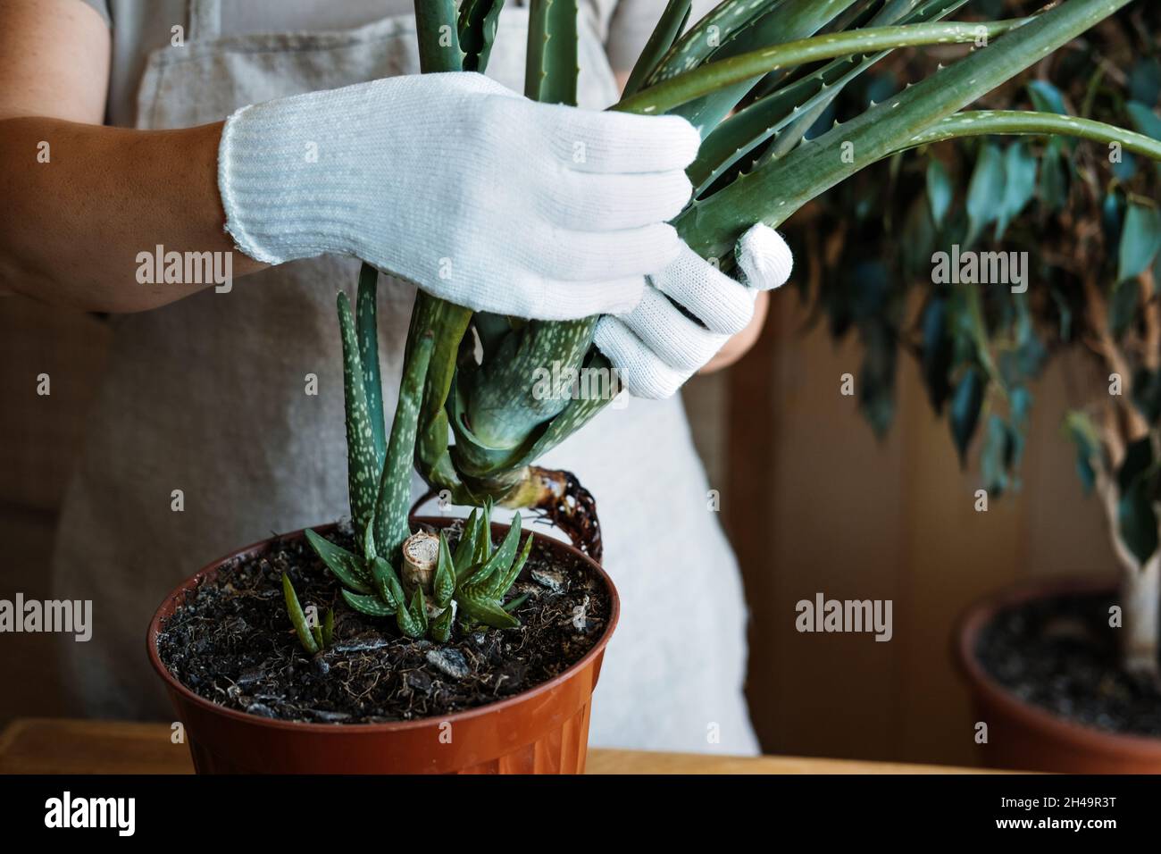 anthurium memmingen Anthurium Red Sensation Houseplant main image 1