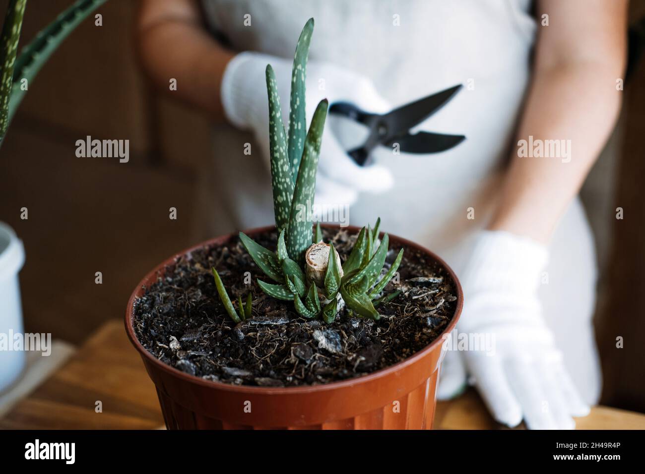 How to plant and grow aloe vera succulent houseplant at home. Aloe Vera  Plant Care. Female hand in garden gloves cut and re-pot Aloe barbadensis  Plant Stock Photo - Alamy