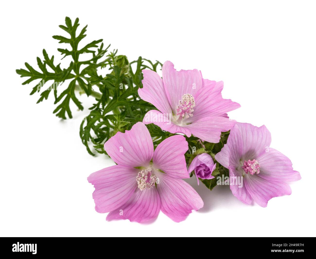 Greater musk mallow flowers isolated on white background Stock Photo