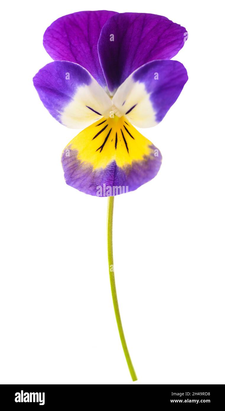 Wild pansy flower isolated on white background Stock Photo