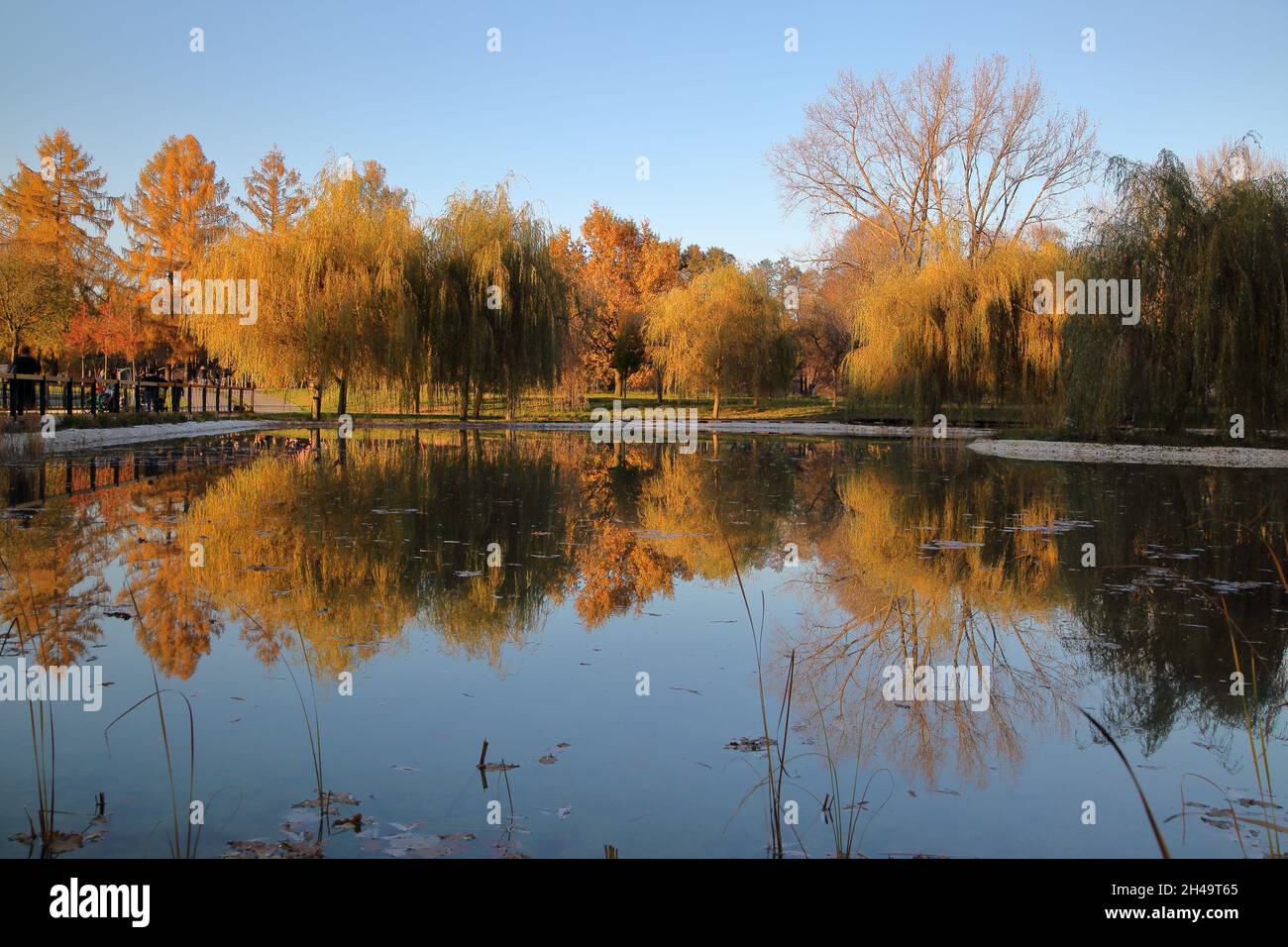 Beautiful scenery of autumnal park, trees with colorful foliage reflected in pond lake surface. Stock Photo