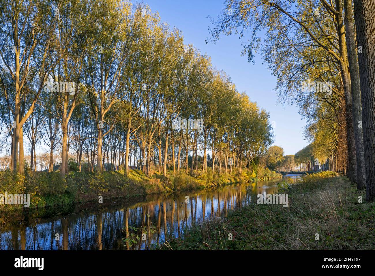 Poplar trees along the Schipdonk Canal / Schipdonkkanaal in autumn at Damme, West Flanders, Belgium Stock Photo