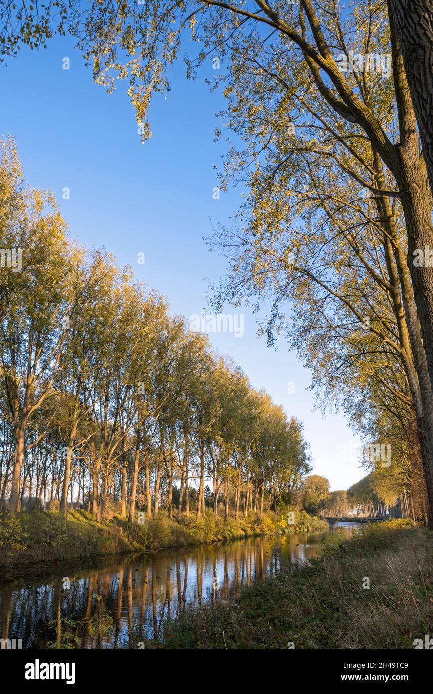 Poplar trees along the Schipdonk Canal / Schipdonkkanaal in autumn at Damme, West Flanders, Belgium Stock Photo