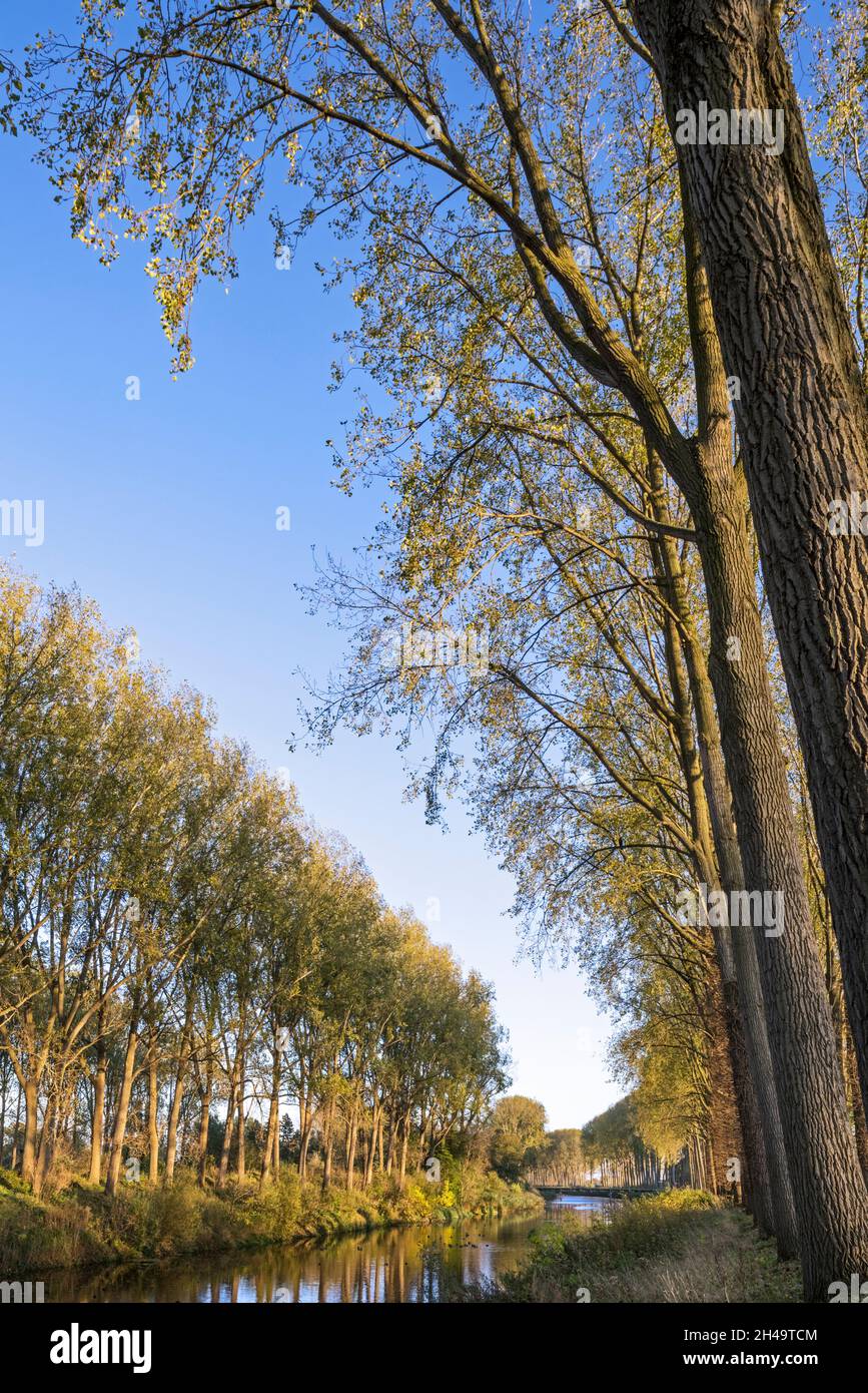 Leaning poplar trees along the Schipdonk Canal / Schipdonkkanaal in autumn at Damme, West Flanders, Belgium Stock Photo