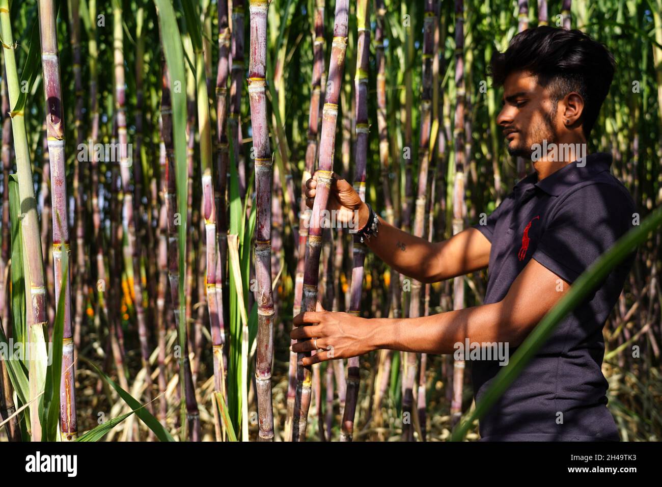Why are Ba farmers refusing to harvest?