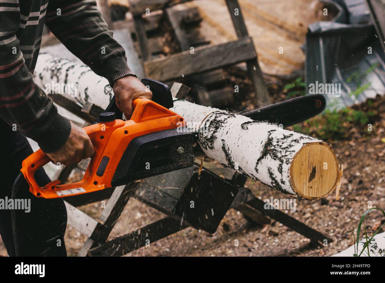 Cutting birch firewood chainsaw hi-res stock photography and images - Alamy