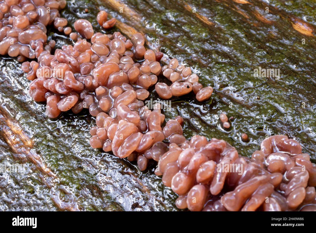Trichia decipiens, a slime mould growing on a dead tree. Stock Photo