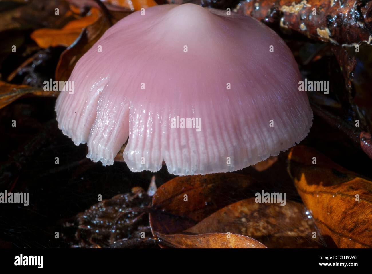 Rosy Bonnet mushrooms on a woodland floor Stock Photo